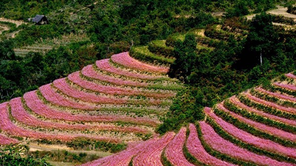 HÀ NỘI – CAO NGUYÊN ĐÁ ĐỒNG VĂN – HÀ NỘI CHƯƠNG TRÌNH DU LỊCH CHÀO ĐÓN NĂM MỚI 2025