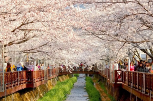 HÀ NỘI - SEOUL-NAMI- EVERLAND – NGẮM HOA ANH ĐÀO CÔNG VIÊN YEOUIDO Tháng 3/4 2026